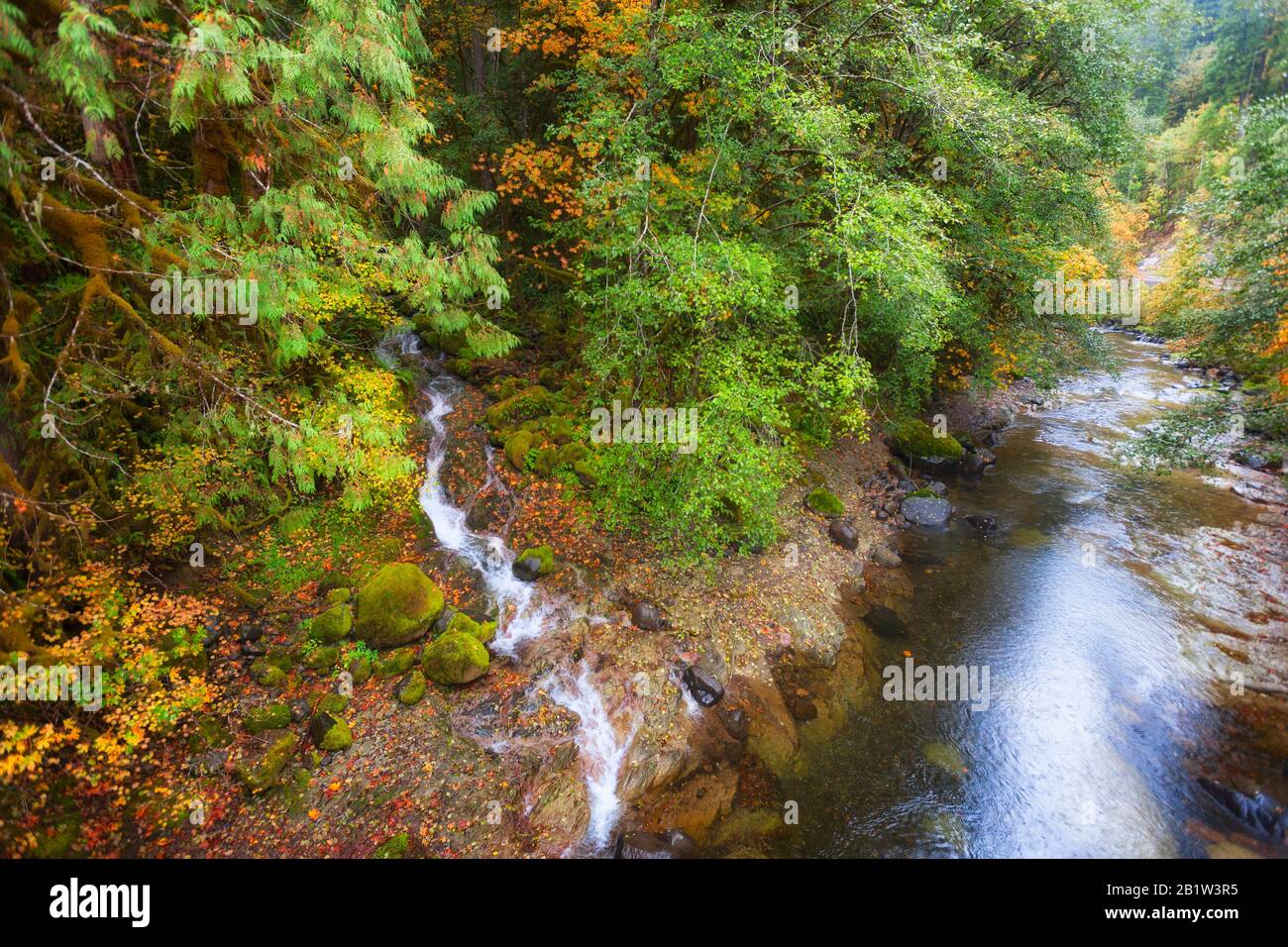 Les couleurs de l'automne prennent vie le long de la rivière South Santiam dans la chaîne de montagnes Cascade de l'Oregon. Une pluie légère illumine les riches couleurs chaudes dans Banque D'Images