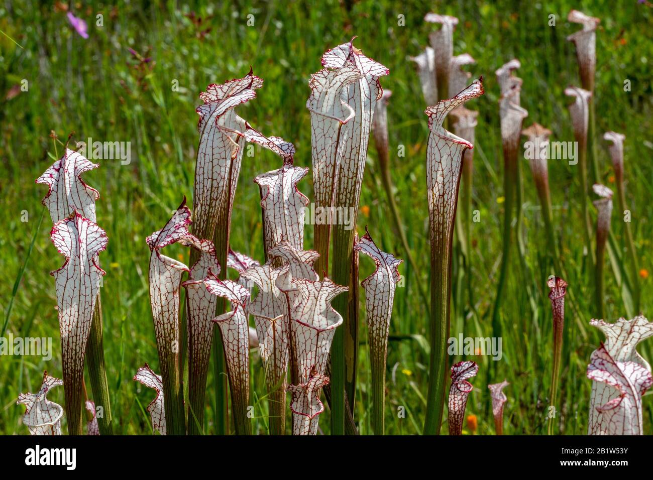 Sarracenia leucophylla à Splinter Hill Bog, Alabama Banque D'Images