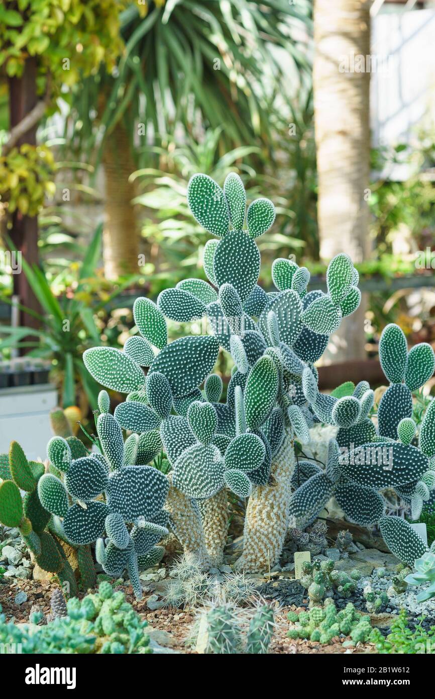 Poirier melkoporistaja (lat. Opuntia microdasys) est une plante de la famille des cactus (Cactaceae). Jour d'été Banque D'Images