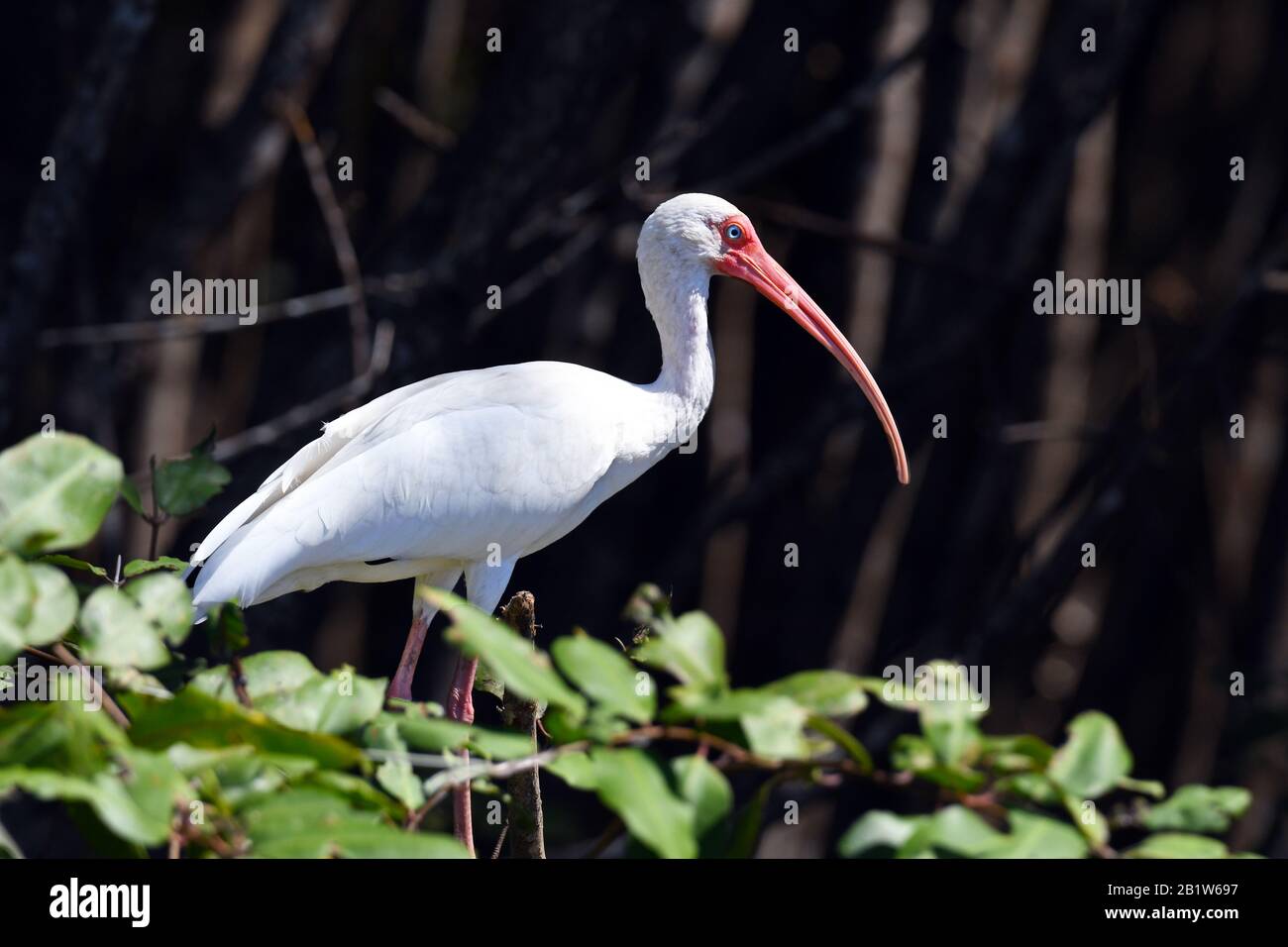 Ibis Blanc Américain En Amérique Centrale Banque D'Images