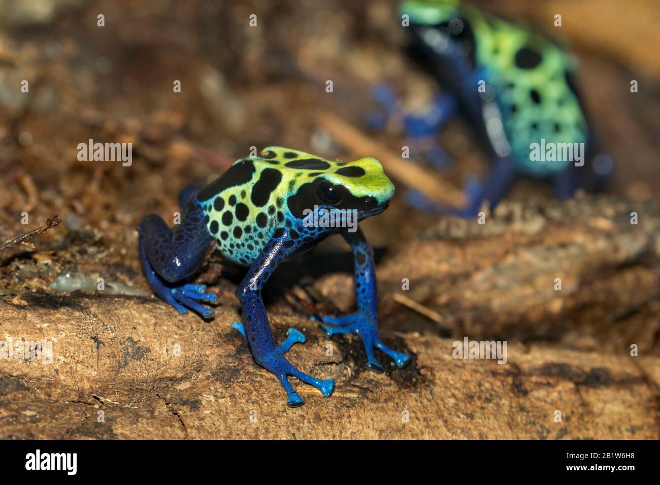Dendrobates tinctorius, teinture de la grenouille à flèche poison près vers le haut Banque D'Images
