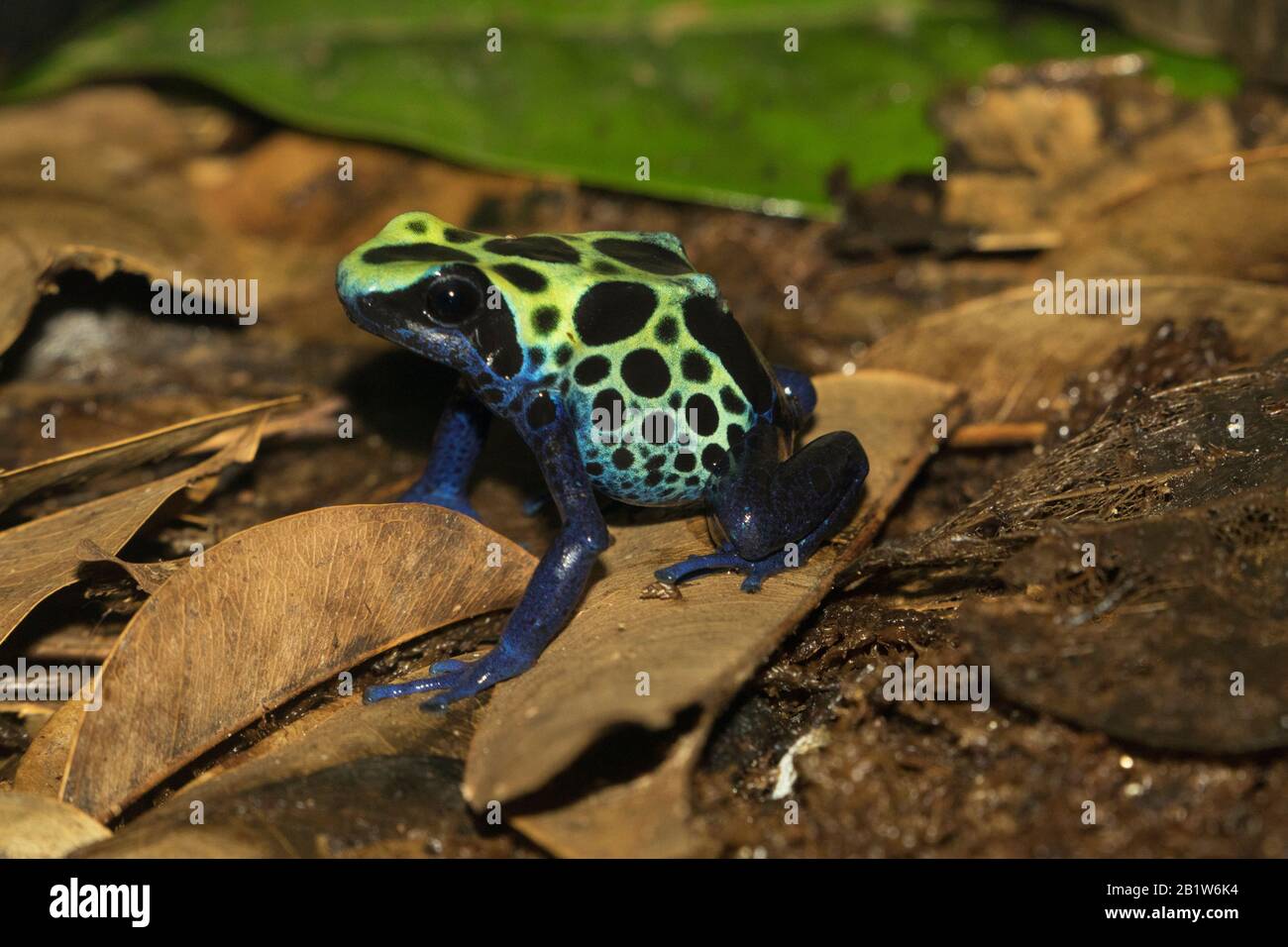 Dendrobates tinctorius, teinture de la grenouille à flèche poison près vers le haut Banque D'Images