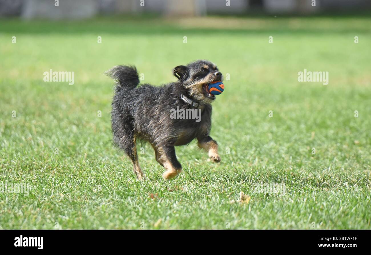 Chien jouant à la fetch avec une balle. Banque D'Images
