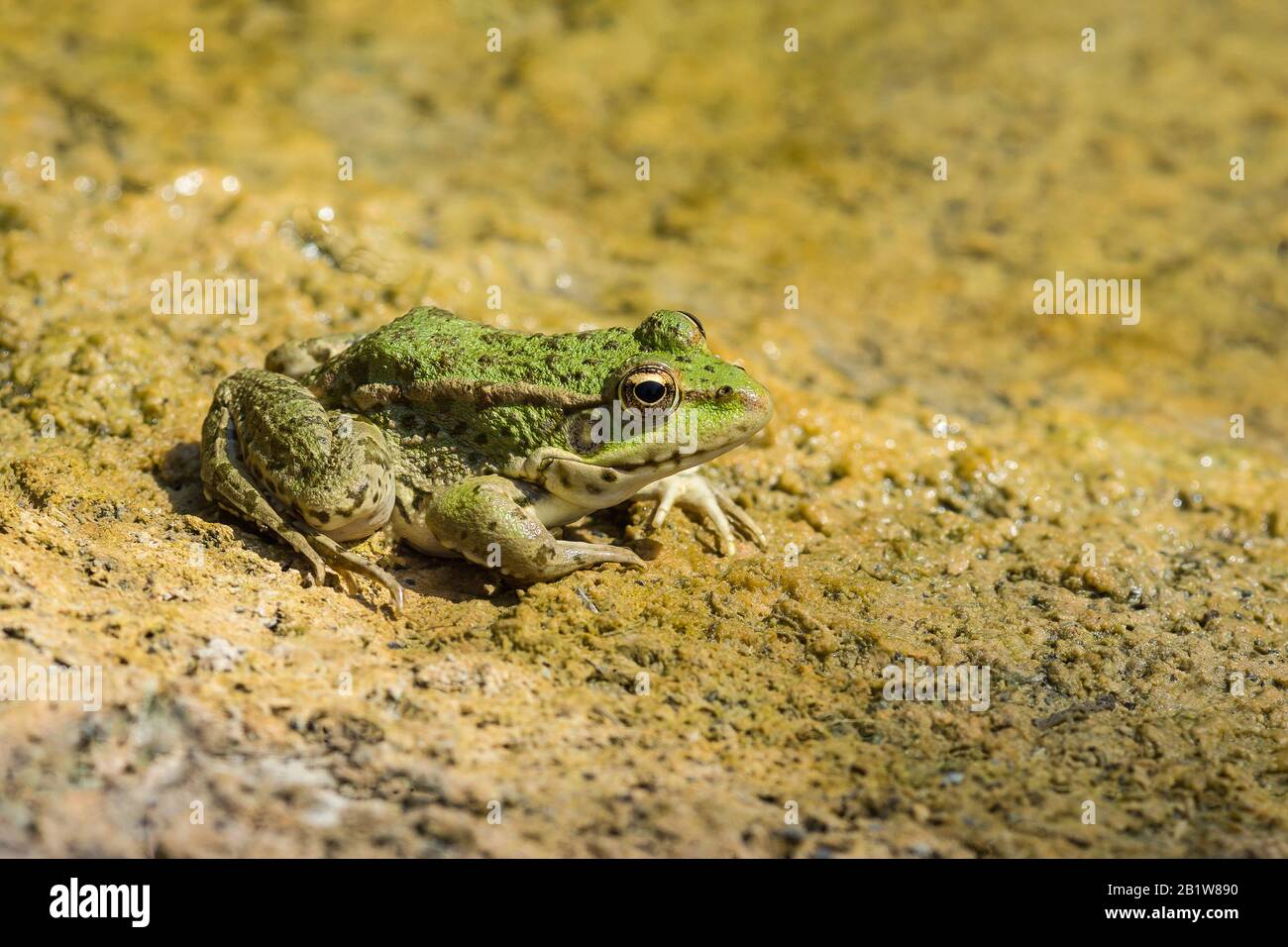 Étang de grenouille verte (lat. Pelophylax lessonae) sur un sable jaune. Amphibiens Banque D'Images