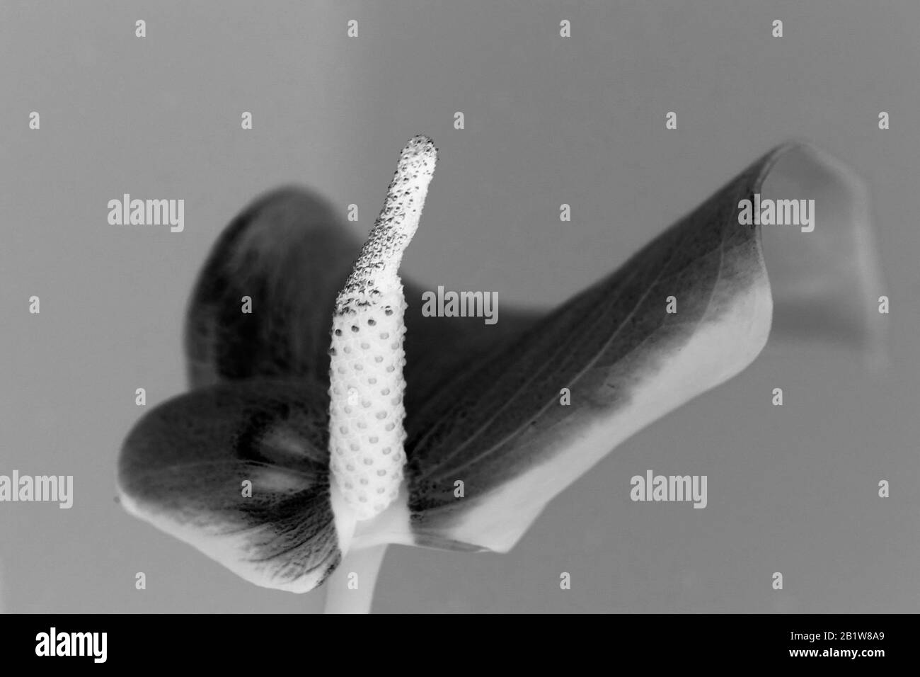 Macro photographie noir et blanc d'une fleur - plante Banque D'Images