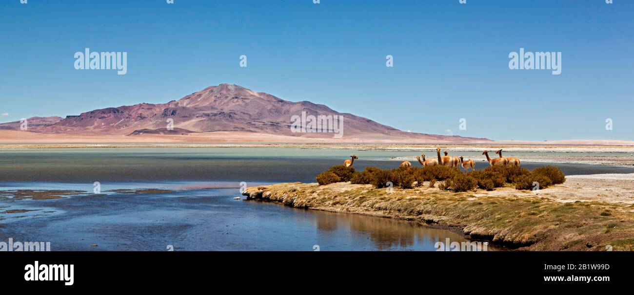 Un curieux troupeau de vicuna stare à la caméra à 4800 m (15 750 pi) à côté de lagon à Salar de Tara, zone humide Ramsar d'Importance internationale. Banque D'Images