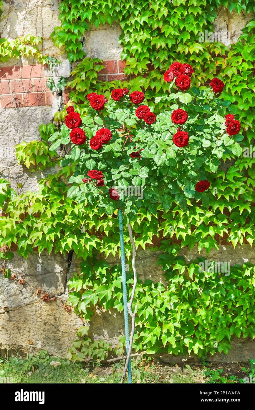 Ginogina variété rose baccarat noir (Rosa 'Black ku', Meilland 2005). Journée d'été ensoleillée Banque D'Images