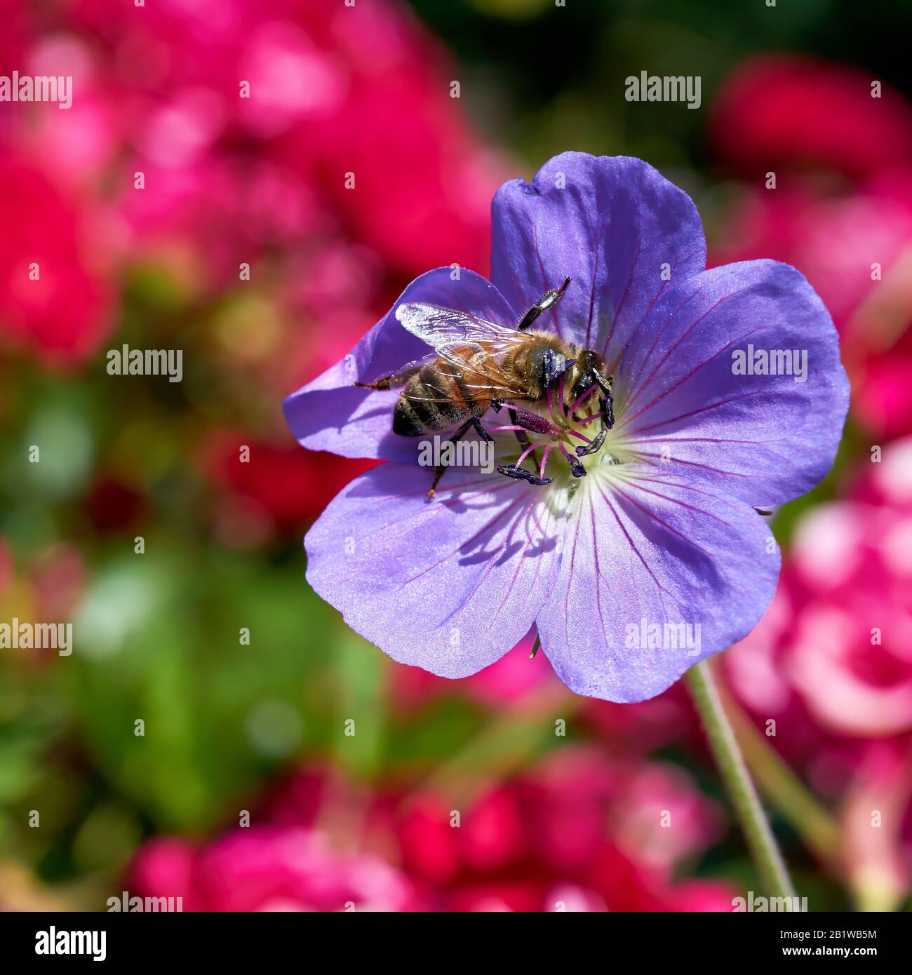 Abeille à une fleur dans le jardin en été Banque D'Images