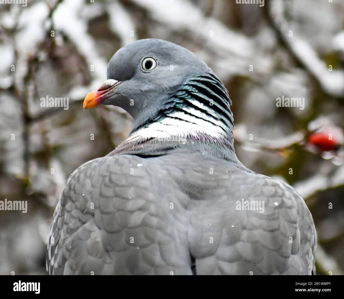 pigeon regardant sur son épaule dans la neige Banque D'Images