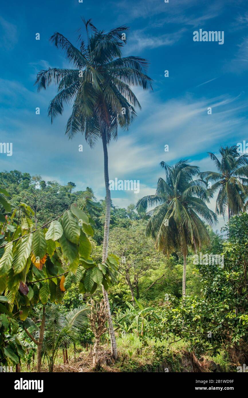 Palm Tree S'Élève De Jungle Growth Banque D'Images
