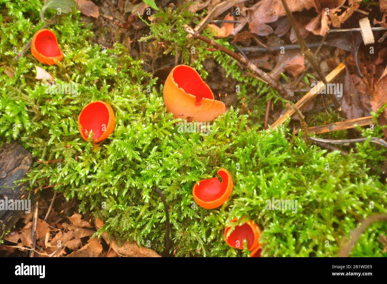 CUP d'elf de scarlet, 'Arcoscypha austriaca', fungi.grows sur des bâtons couverts de mousse en décomposition et des branches dans des taches humides et sous la litière de feuilles sur le woodlan Banque D'Images