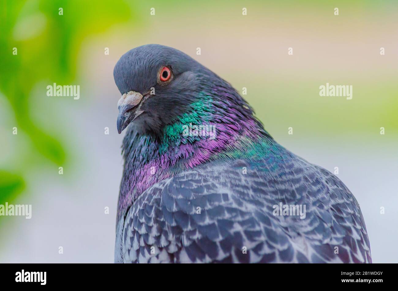 Belle colombe gros plan sur un arrière-plan flou. La photo montre un pigeon demi-tourné avec un regard étroit. Mise au point sélective. Mise au point douce. Banque D'Images