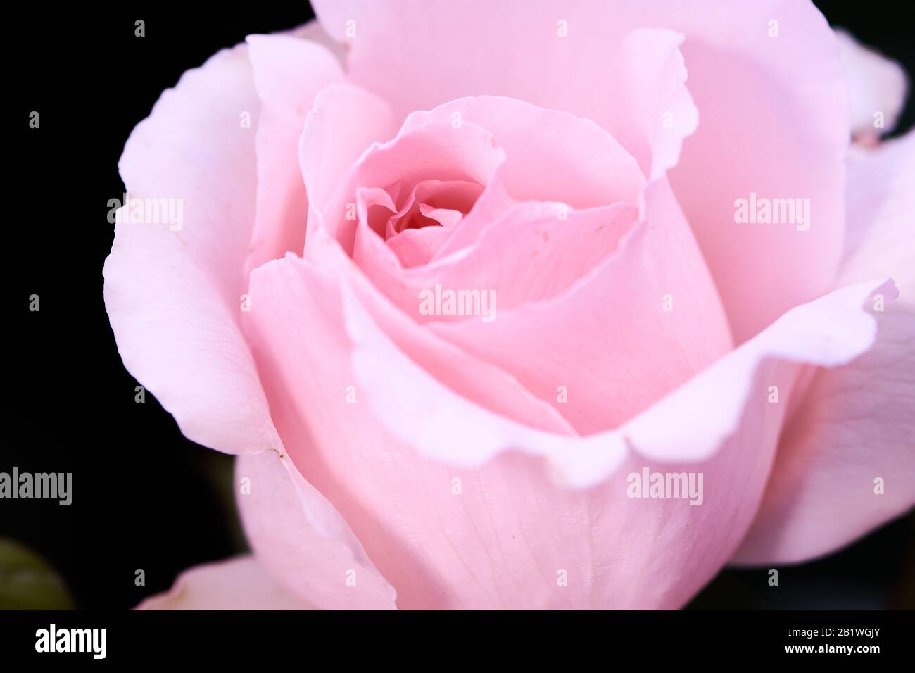 Photo couleur d'une rose vif appelée Andre le notre, foyer au milieu de la rose Banque D'Images