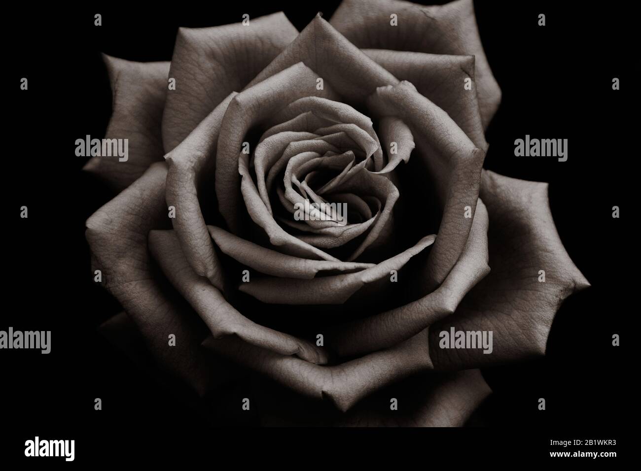 magnifique fleur de rose dans un style cuivre à faible touche sur fond sombre Banque D'Images