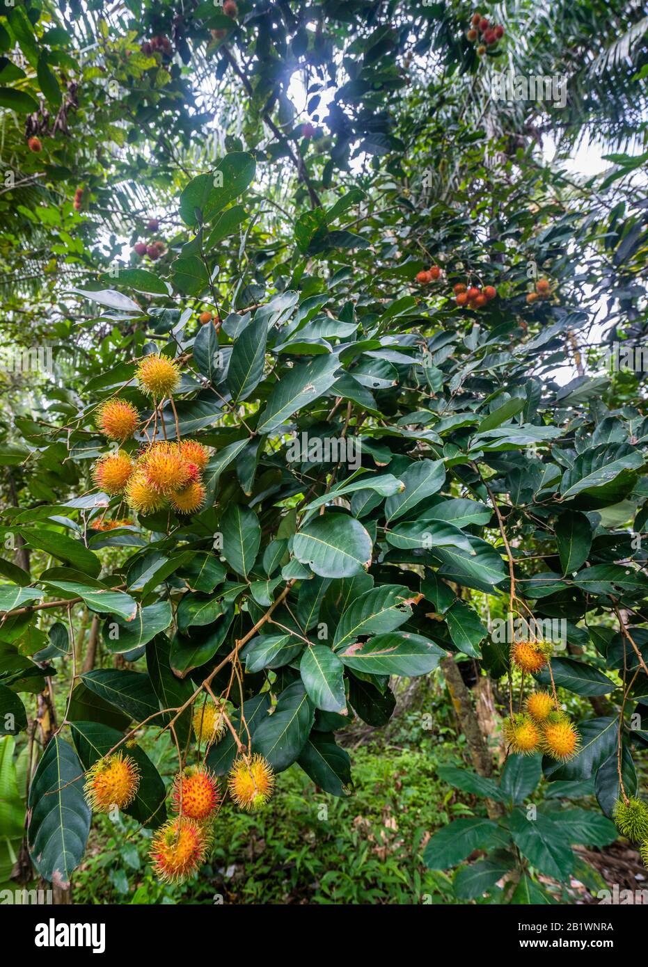 Rambutan (fruit pileux) arbre avec fruits à Bondalen, côte nord de Bali, Indonésie Banque D'Images