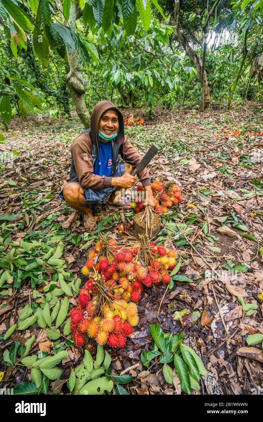 Fermier avec sa récolte de fruits Rambutan à Bondaem, Bali Nord, Indonésie Banque D'Images