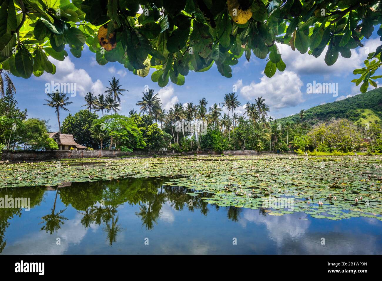 Vue sur le lagon de lotus à Candidasa, Bali est, Indonésie Banque D'Images