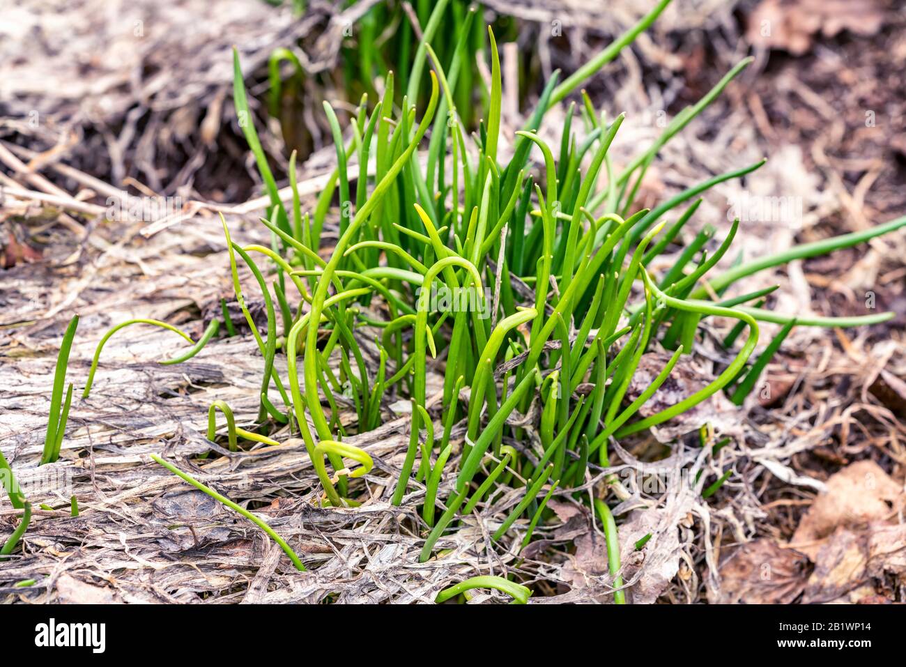 Les germes d'une ciboulette verte poussent fortement à travers les vieilles feuilles brunes et l'herbe, très tôt le printemps, la neige a tout juste fondu dans le premier printemps chaud et ensoleillé Banque D'Images