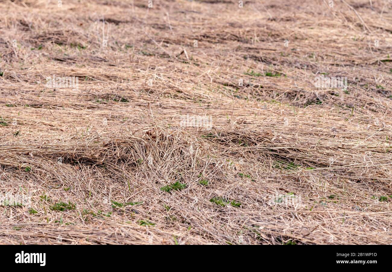 Les germes d'une nouvelle herbe verte fraîche poussent fortement à travers l'ancienne herbe brune dans le champ sauvage, très tôt au printemps, la neige a tout juste fondu dans très premier chaud et Banque D'Images