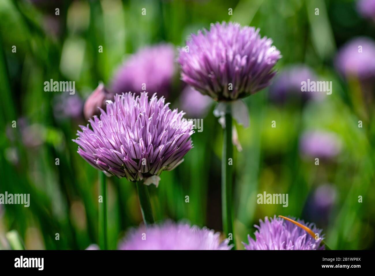 Ciboulette en fleurs violettes d'oignon, journée ensoleillée, gros plan photo Banque D'Images