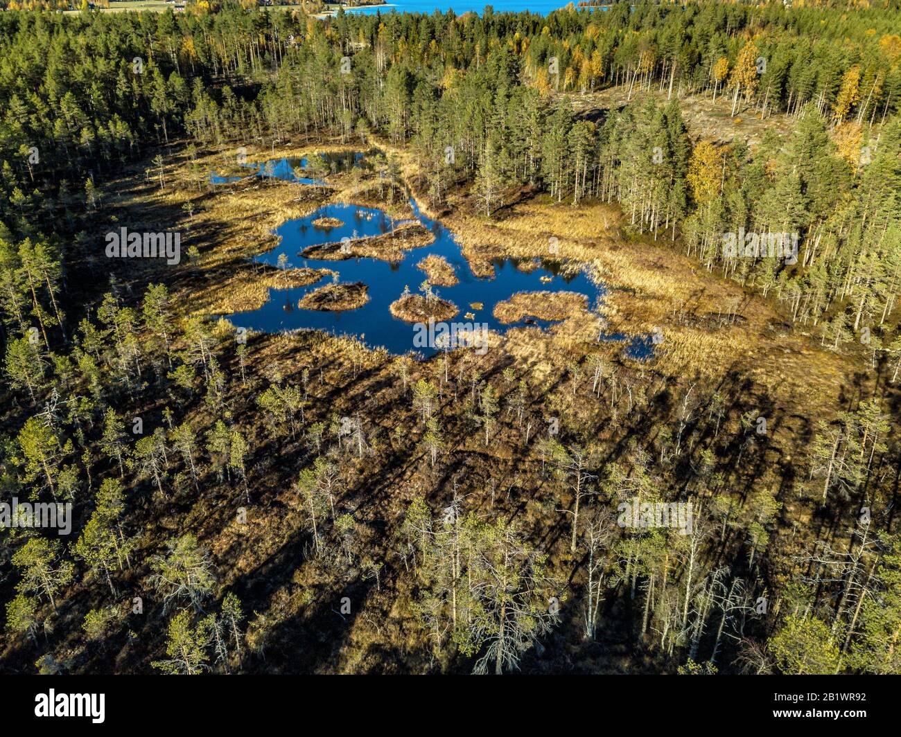 Été ensoleillé, belle photo aérienne de la forêt lac et marécage, surface d'eau bleu noir, mousse et herbe - lieu dangereux pour les personnes et les animaux Banque D'Images