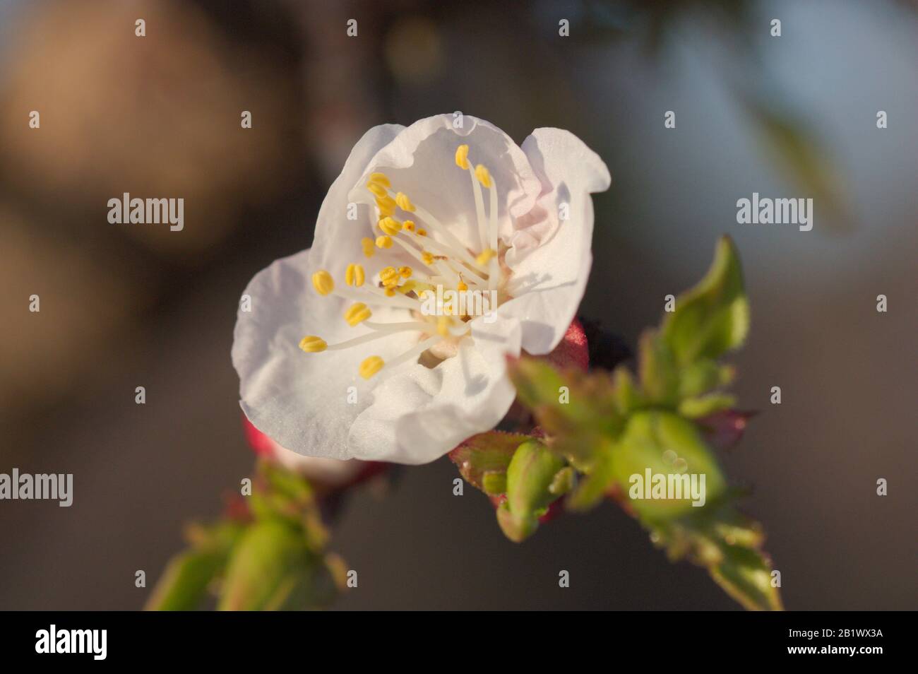 Macro photographie d'une fleur d'abricot en fin d'hiver sur une branche avec quelques bourgeons et avec le fond flou Banque D'Images