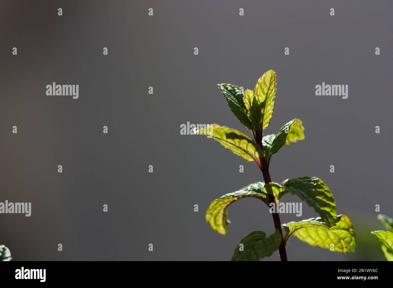 Gros plan sur une petite branche de menthe poivrée qui prend du soleil derrière en mettant en évidence ses jeunes feuilles par rapport à l'arrière-plan complètement flou Banque D'Images