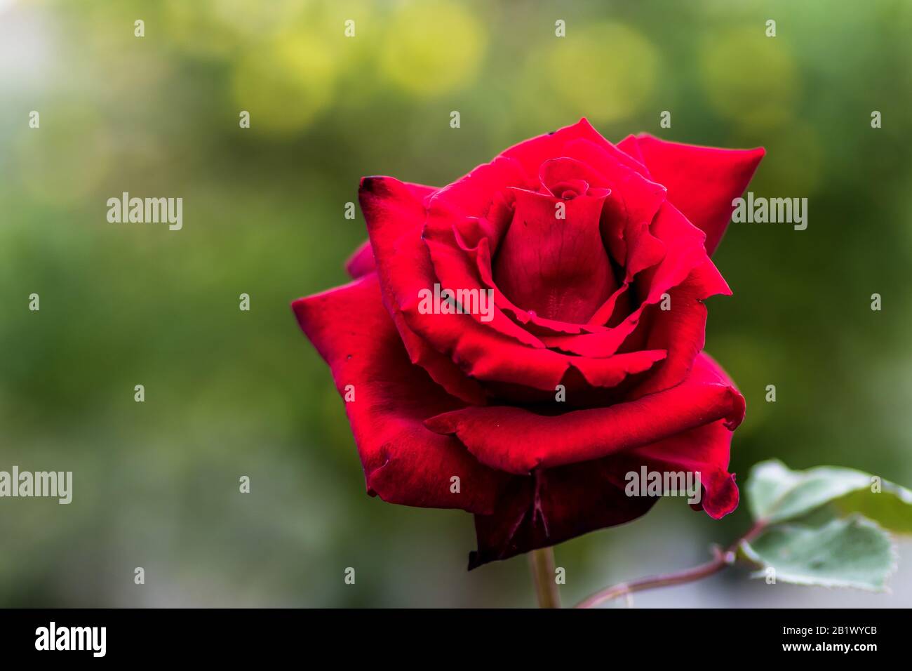 Gros plan sur une rose rouge dans le jardin Banque D'Images