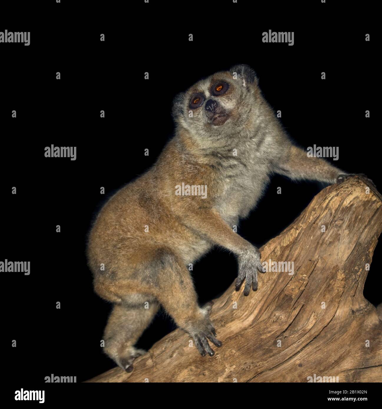 Le pygmy lent loris (Nycticebus pygmaeus) se posant sur un toi sur un fond sombre Banque D'Images