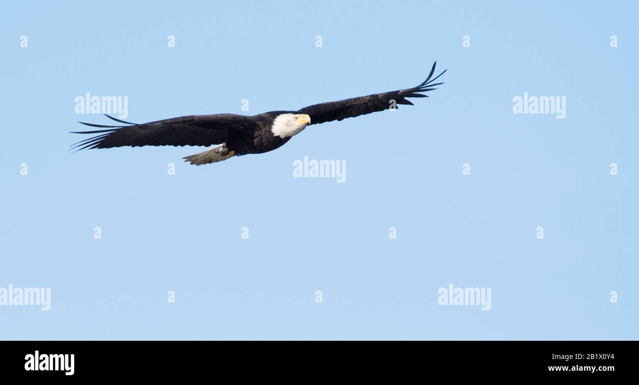 L'aigle à tête blanche survole le ciel bleu dans la vallée de Skagit, dans l'État de Washington, aux États-Unis, à la recherche de proies dans le marécage ci-dessous Banque D'Images