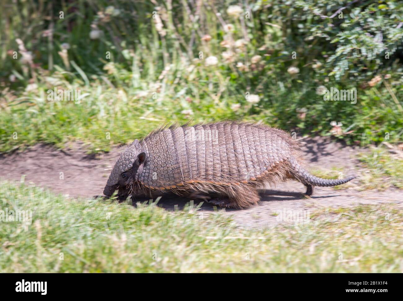 Un Armadillo de Patagonie, Chaetophractus villosus dans le parc national de Torres del Paine, Patagonia, Chili. Banque D'Images