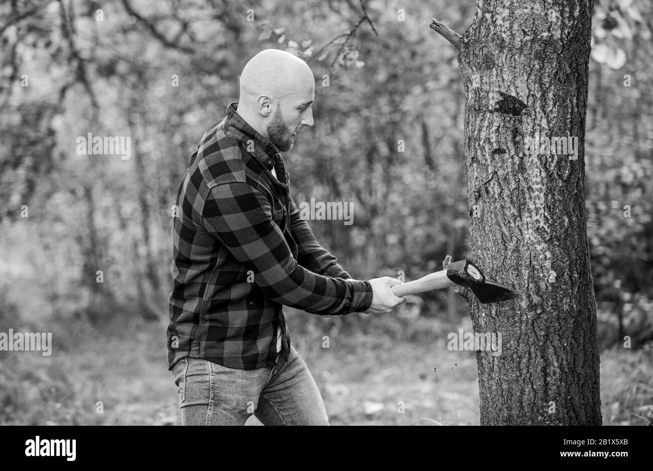 Chemise à damier pour homme, utilisez de la hache. Homme brutal dans la forêt. Puissance et force. Hache de transport de lumberjack. Boisés Bald. Bois de chauffage de récolte. Randonnée vacances. Randonnée dans la forêt. Entretien des forêts. Détermination de l'esprit humain. Banque D'Images