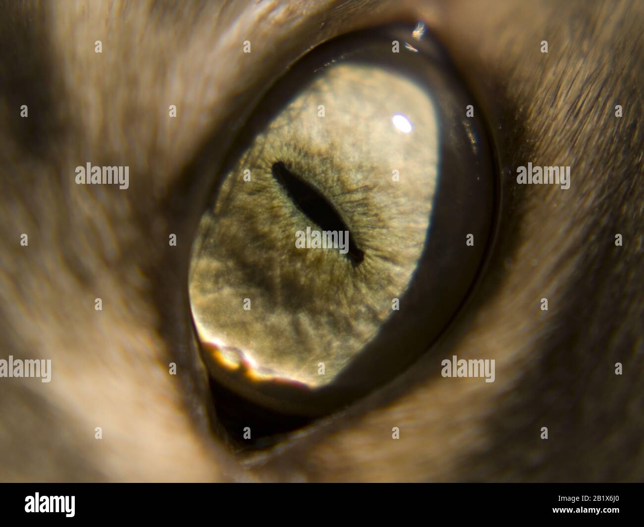 Un gros plan d'un cat's eye. Banque D'Images