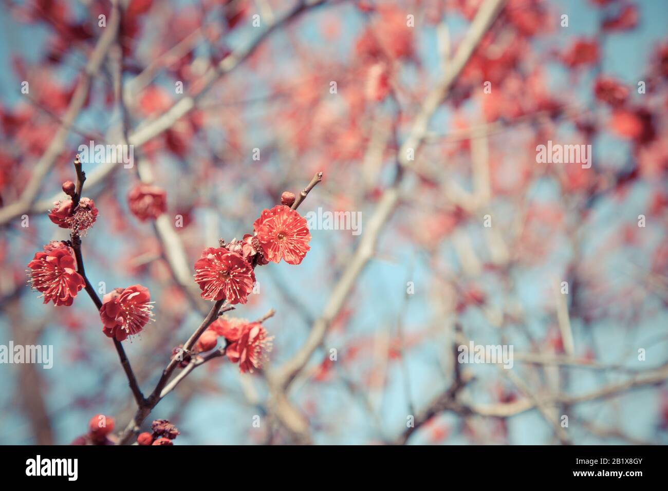 Fleurs sukura de fleurs roses lors d'une journée de printemps au Japon, Belle cerise japonaise à fleurs fleuries - Sakura. Banque D'Images