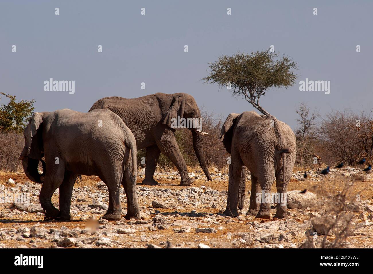 Éléphants buvant au trou d'eau de Ngobib, parc national d'Etosha, Namibie Banque D'Images