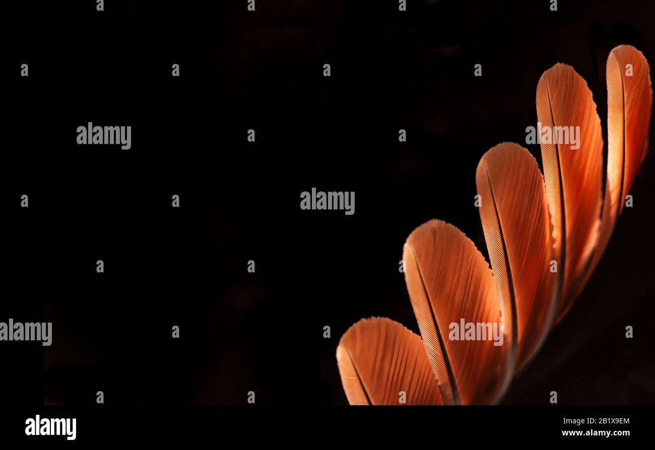 Belle plume orange motif texture fond, Orange macro plume, plumes, oiseau, animal, gros plan, arrière-plans. Banque D'Images