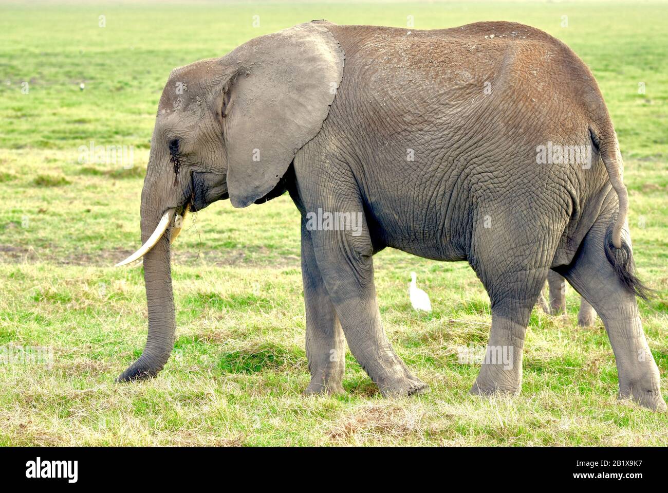 Un éléphant femelle (Loxodonta africana) à Amboseli marchant dans l'herbe que les pluies ont ramené à la vie après une longue sécheresse. Banque D'Images