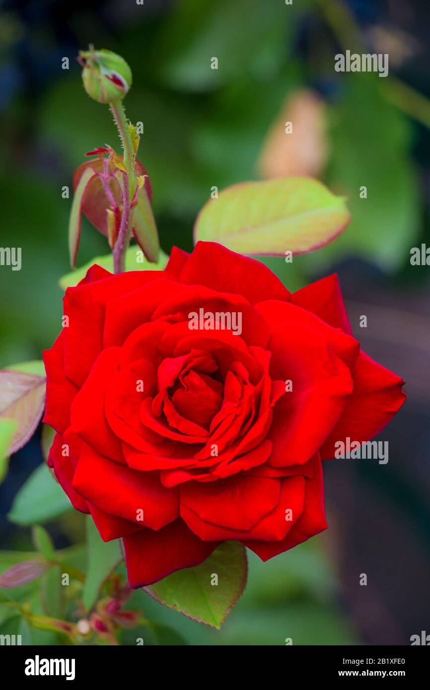 Belle Fleur De Rose Rouge Unique Dans Le Jardin Reine De Fleurs Avec Petales Rouge Vif Mise Au Point Douce Gros Plan Photo Stock Alamy