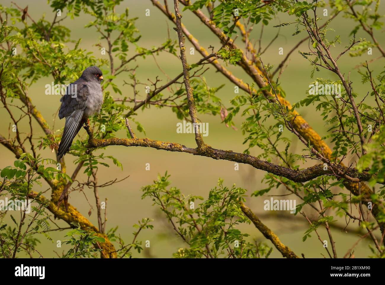 Kestrel à pattes rouges - Falco vespericus, beau Kestrel des forêts et des bois d'Europe du Sud, Hortobagy, Hongrie. Banque D'Images