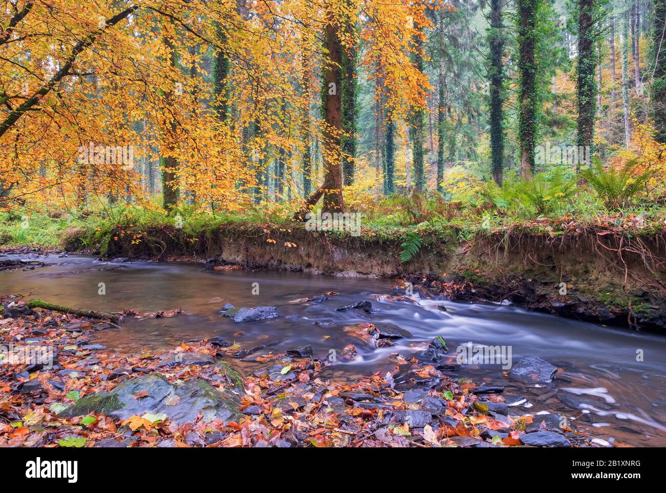 Promenades automnales dans les bois avec feuilles de couleur automnale, vie rurale, promenades dans la campagne, paisible, vie Devon, Nord Devon, Sud-Ouest Banque D'Images