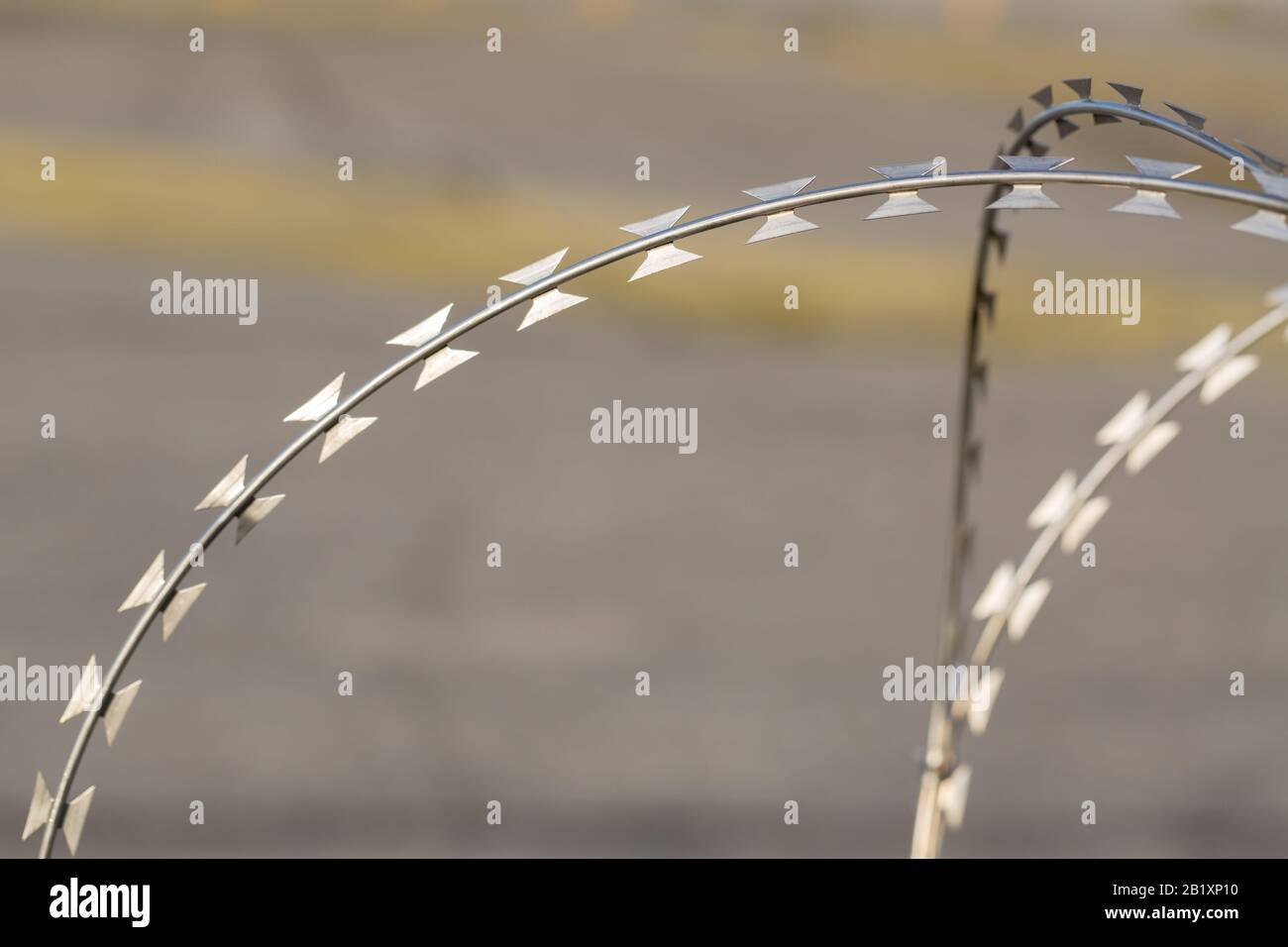 Détail / gros plan du fil de rasoir / fil barbelé. Métallique et tranchant. Utilisé aux frontières, dans les prisons, dans les zones restreintes comme les aéroports. Arrière-plan gris. Banque D'Images