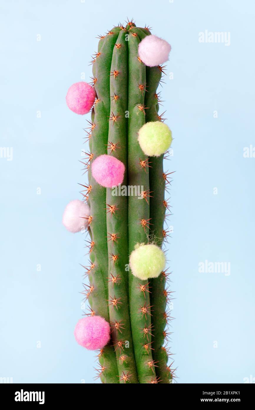 Cactus sur bleu. Galerie D'Art Fashion Design. Durée De Vie Minimale. Concept avec boules colorées moelleuses, détail, espace de copie, vacances d'été créatif Banque D'Images