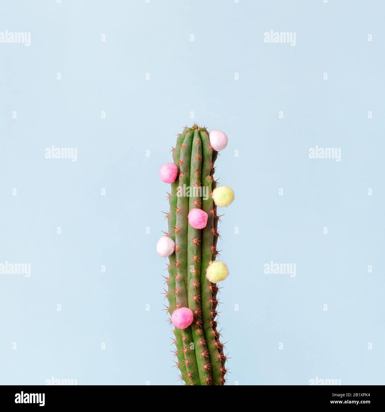 Stillife créatif minimal, cactus et boules colorées molletonnées sur fond bleu, bonne journée d'accouchement, été, vacances, concept d'épilation, espace de copie, flyer, Banque D'Images