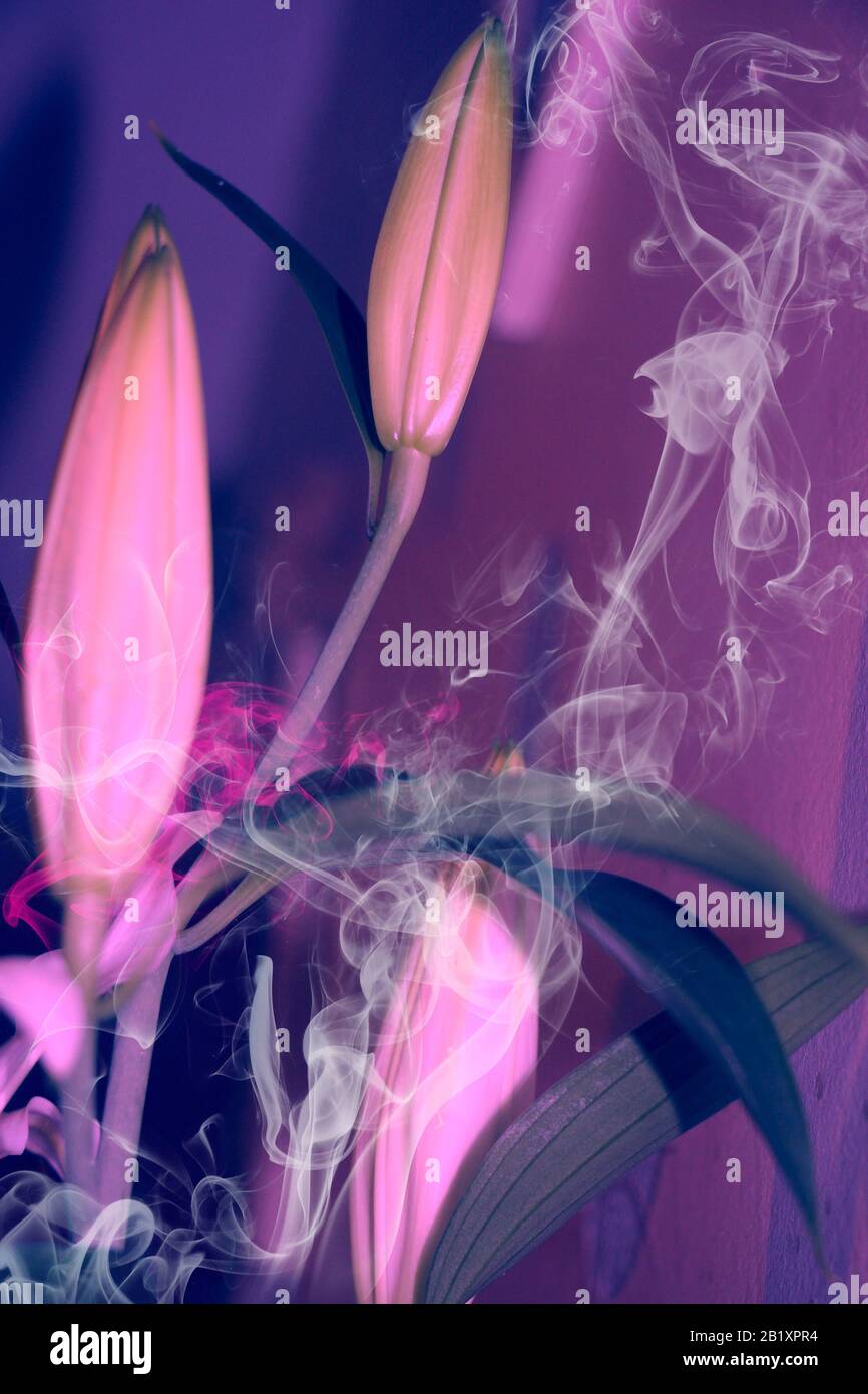 Cose de fleurs blanches de lys et de fumée - tristesse, perdu amour ormourning concept Banque D'Images