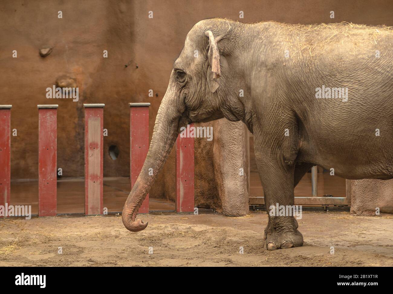 Les jeunes éléphants jouent ensemble heureux sur le terrain entre les arbres aux pays-bas Banque D'Images