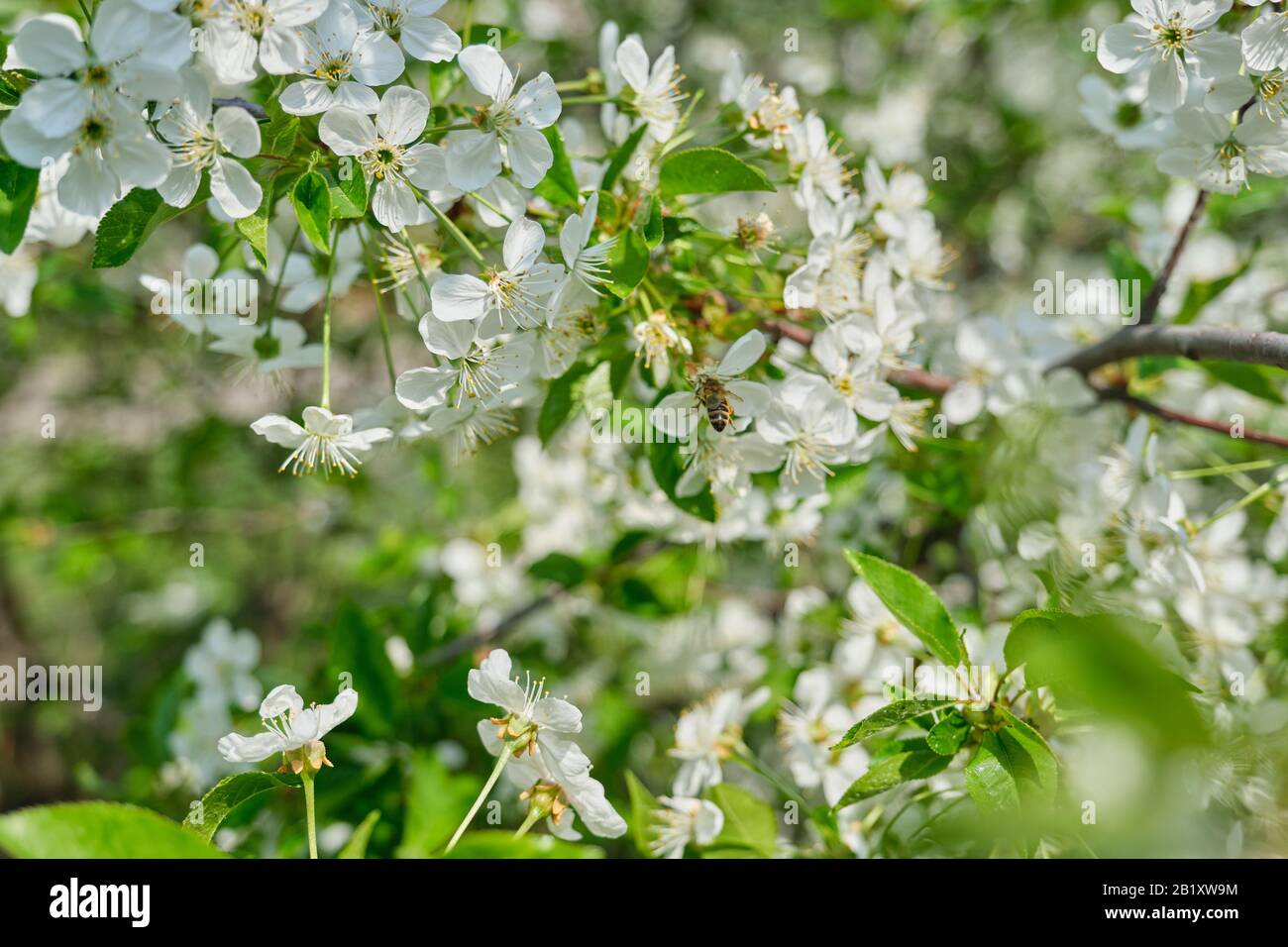 Branche avec fleurs de cerisier et plante de pollinisation des abeilles, printemps Banque D'Images