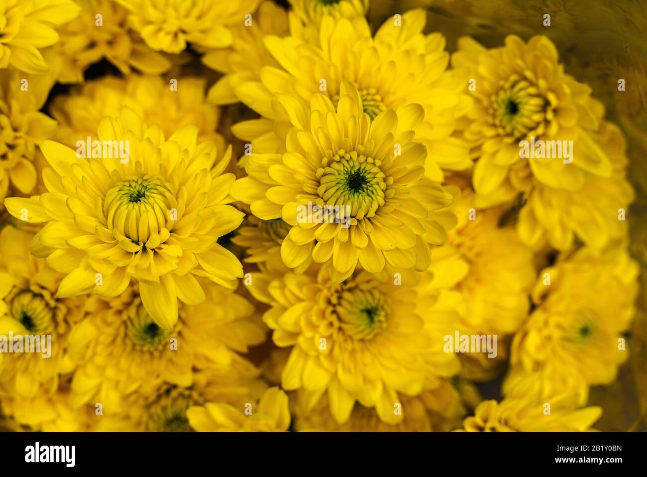 Bouquet de chrysanthèmes, Chrysanthemum indicum, jaune; le chrysanthème est une espèce appartenant à la famille des Asteraceae. Banque D'Images