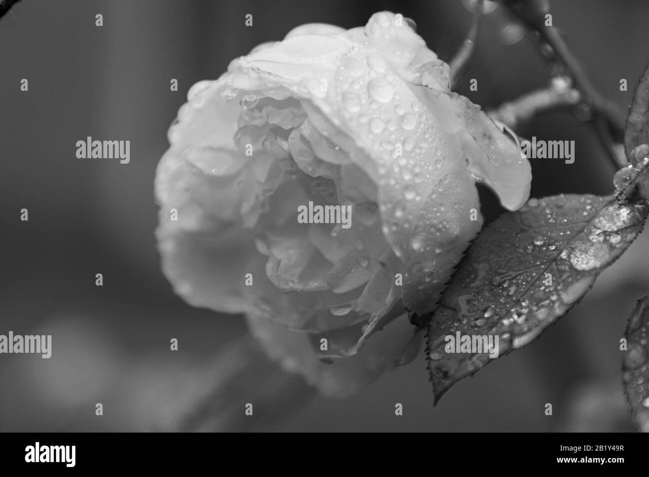 Une fleur de rose délicate recouverte de gouttelettes d'eau en noir et blanc Banque D'Images