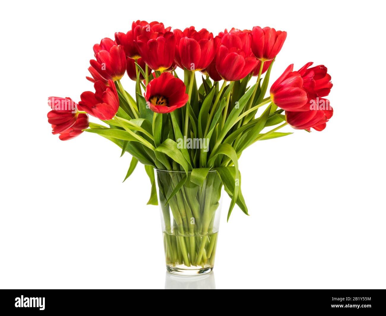 Bouquet de tulipes rouges sur fond blanc Banque de photographies et d ...