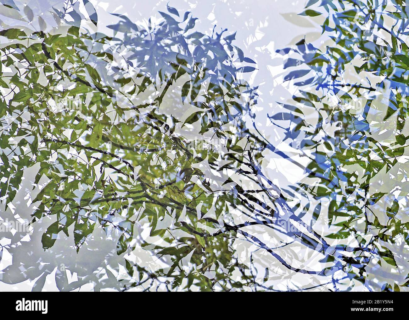 Photographie artistique abstraite et impressionniste dans des tons et teintes de nuances des forêts et des bois de l'Ouest du Pays de Galles montrant des éléments de design colou Banque D'Images